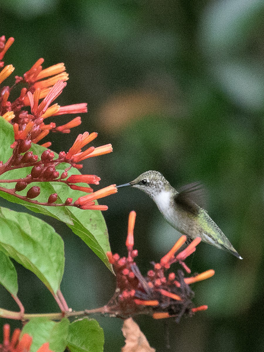 Ruby-throated Hummingbird - ML172871361
