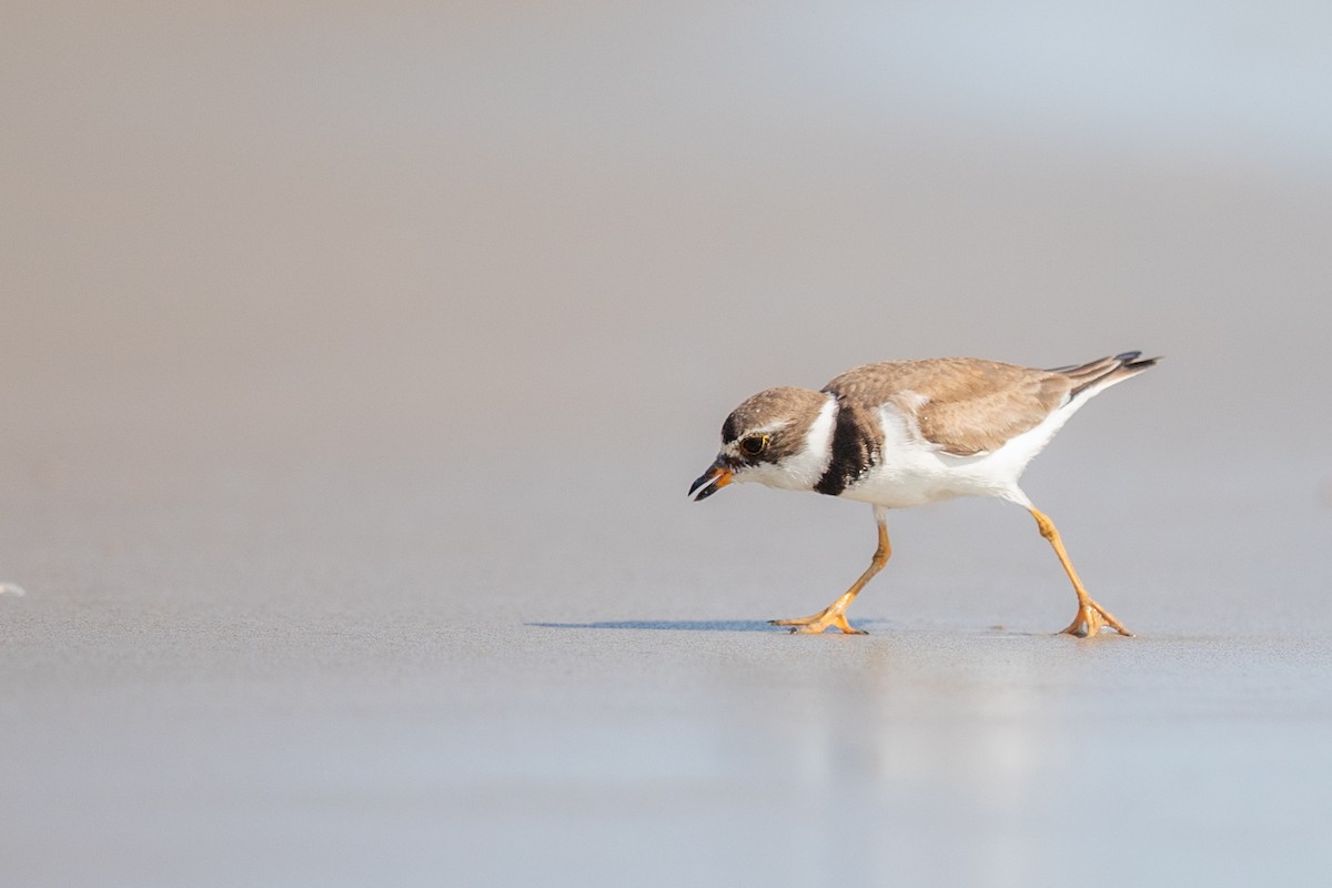 Semipalmated Plover - ML172873771