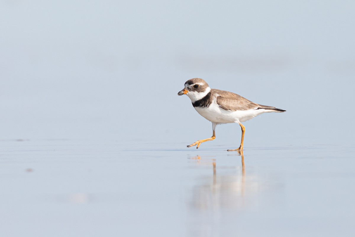 Semipalmated Plover - ML172873971