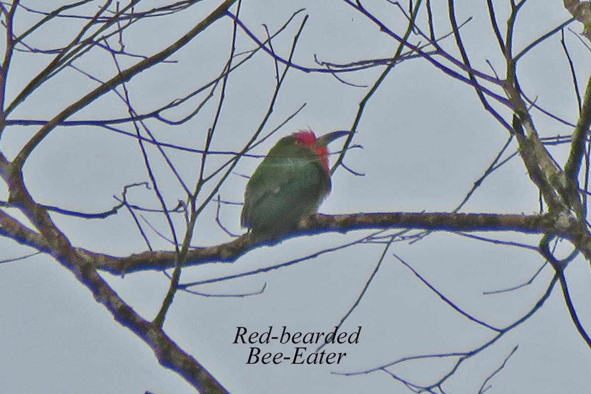 Red-bearded Bee-eater - Merrill Lester