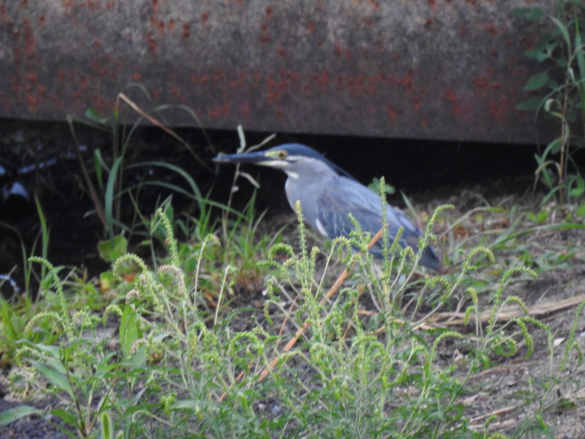 Striated Heron (Old World) - Eric Haskell