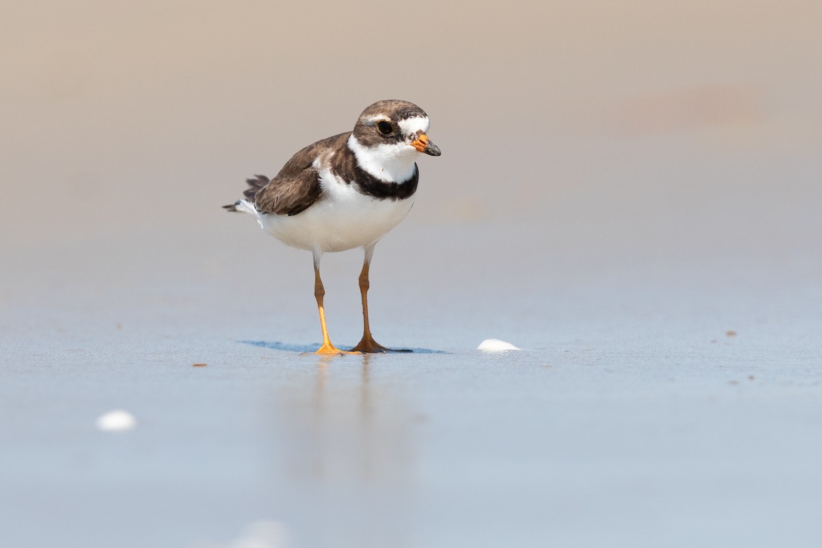 Semipalmated Plover - ML172875451