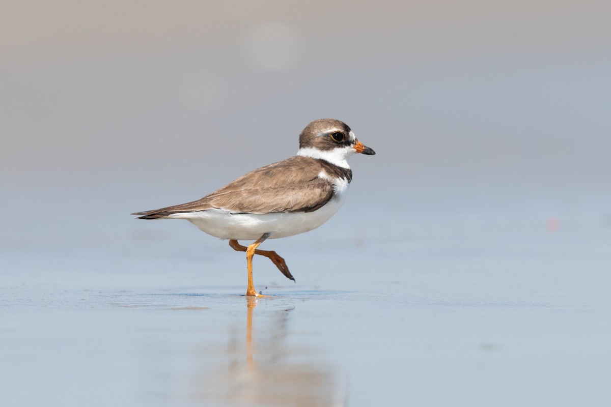 Semipalmated Plover - ML172875691
