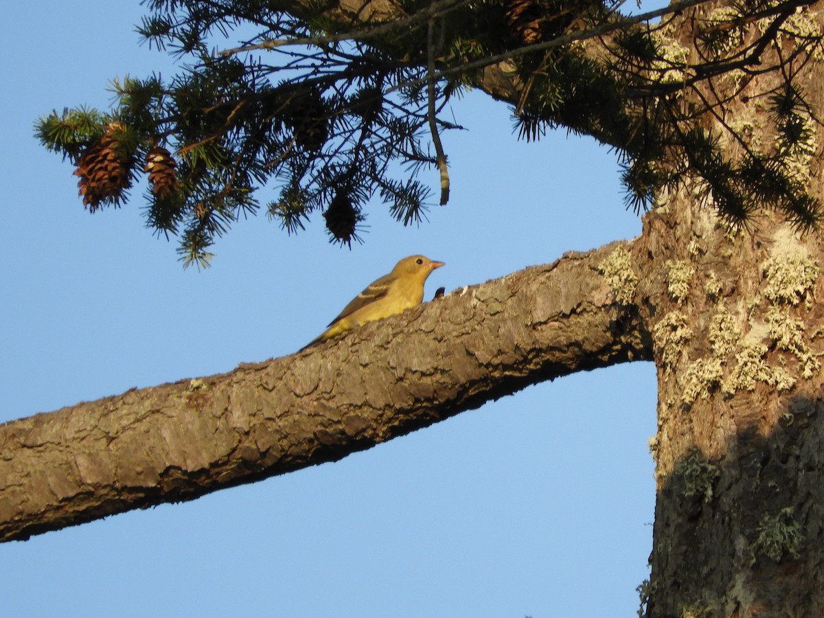 Western Tanager - ML172878261