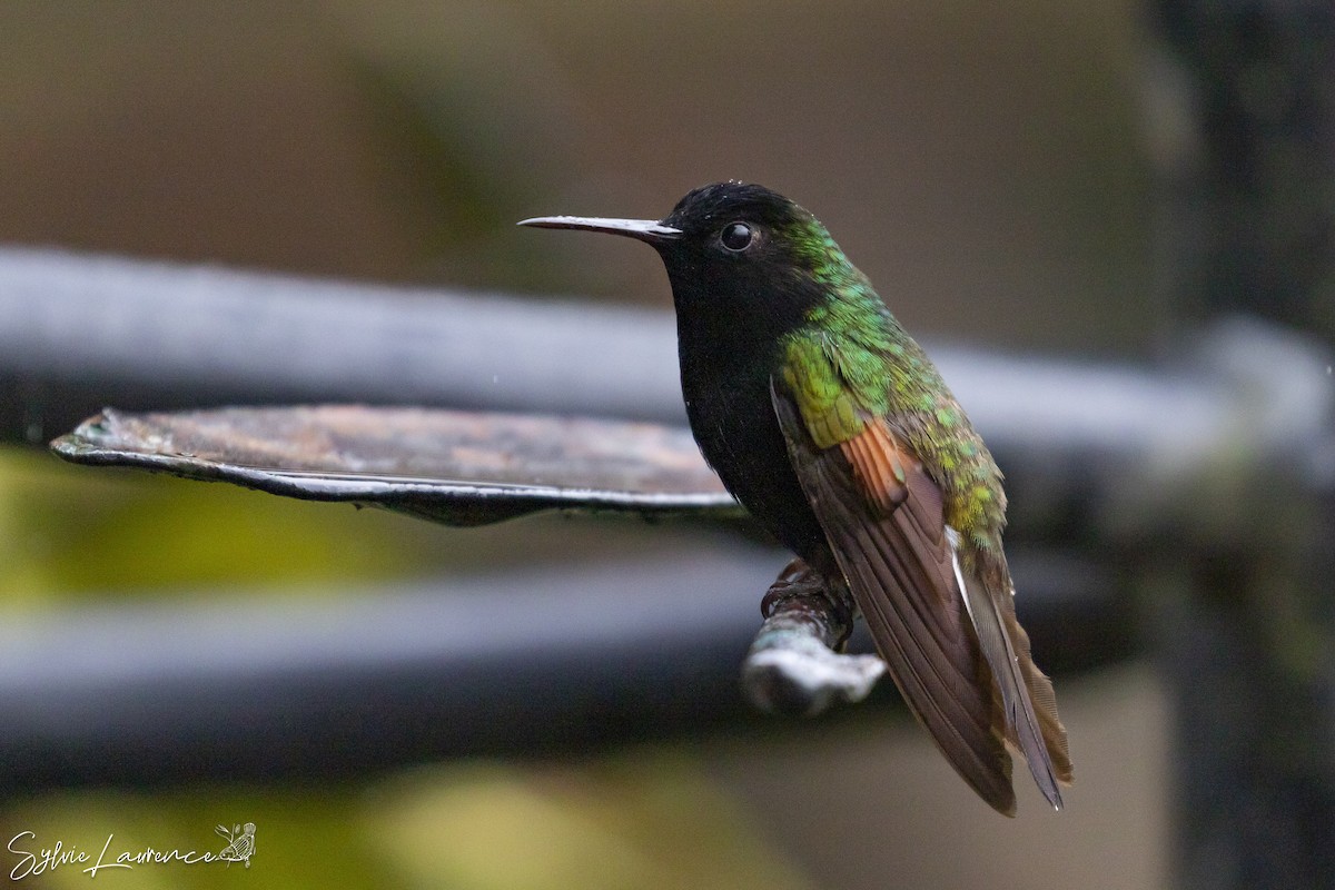 Black-bellied Hummingbird - Sylvie  Laurence