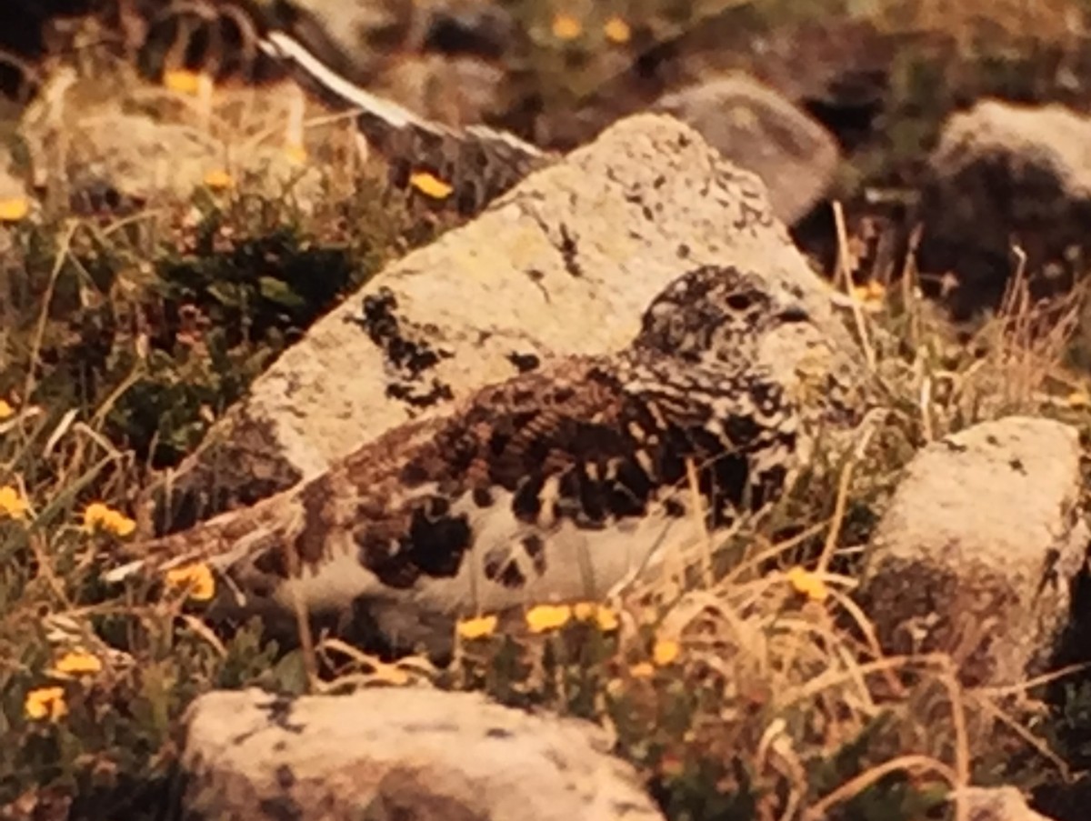 White-tailed Ptarmigan - Alan MacEachren