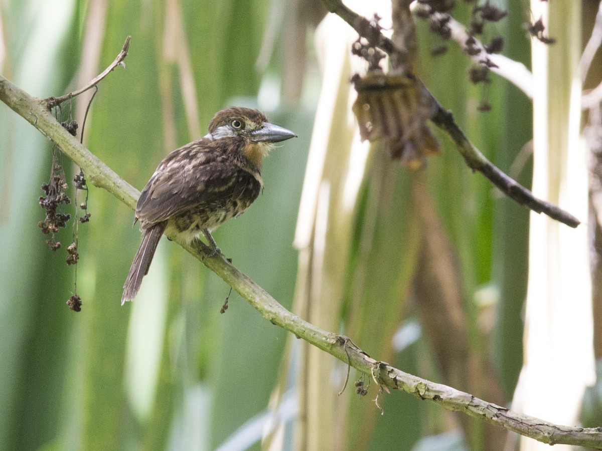 Two-banded Puffbird - ML172886801