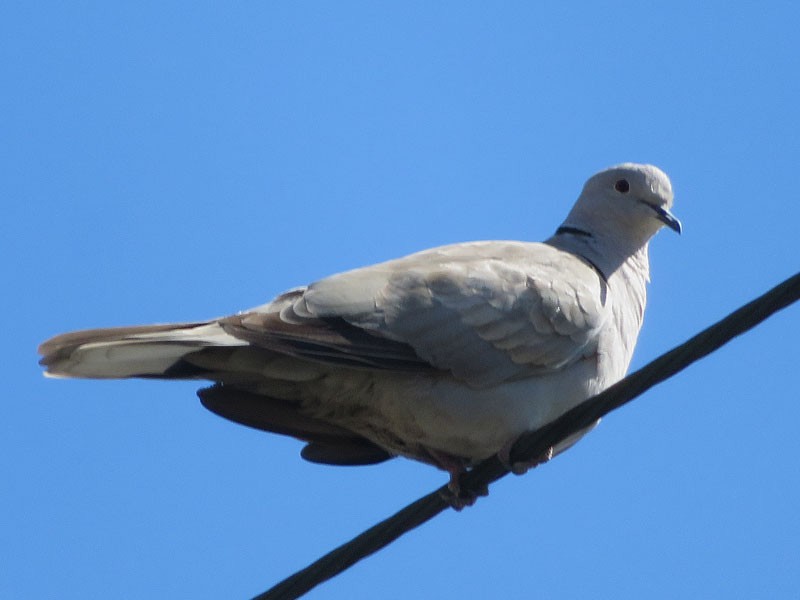 Eurasian Collared-Dove - Kat Avila