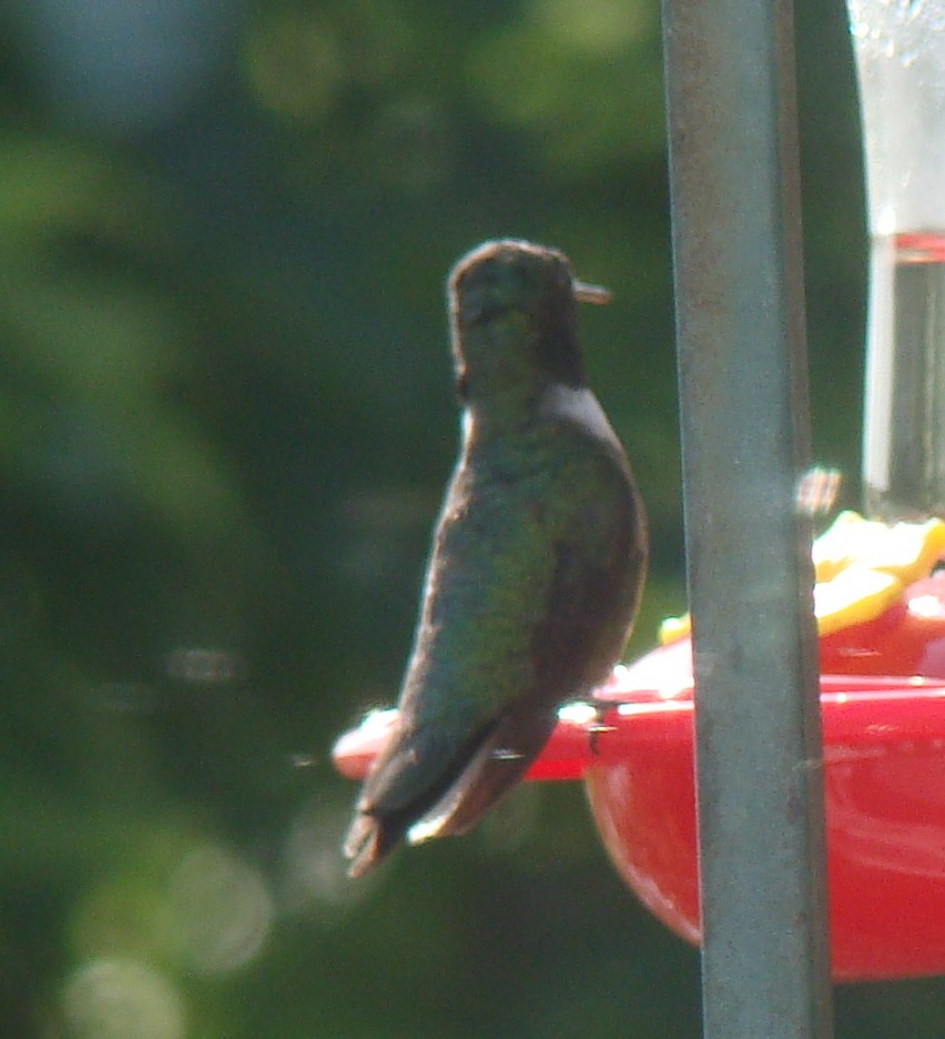 Ruby-throated Hummingbird - ML172894041