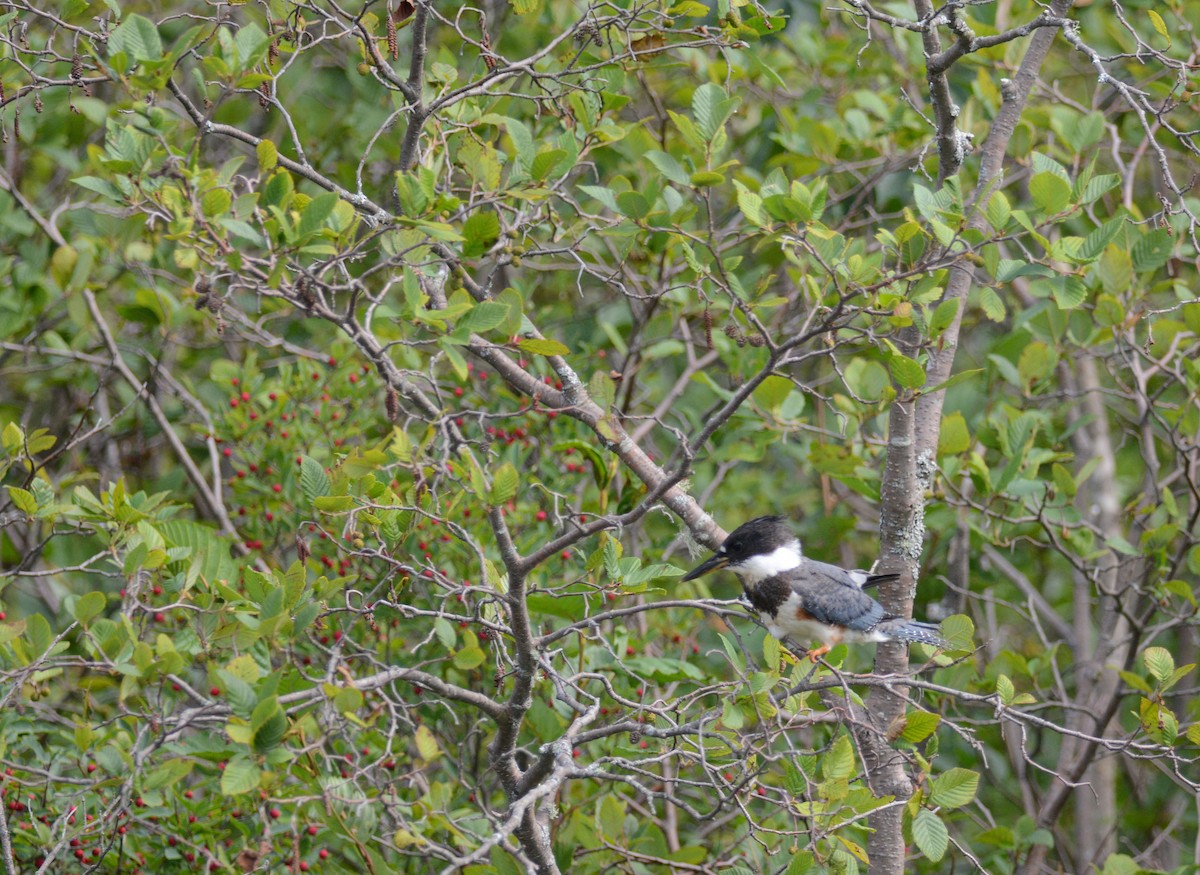 Belted Kingfisher - ML172894121