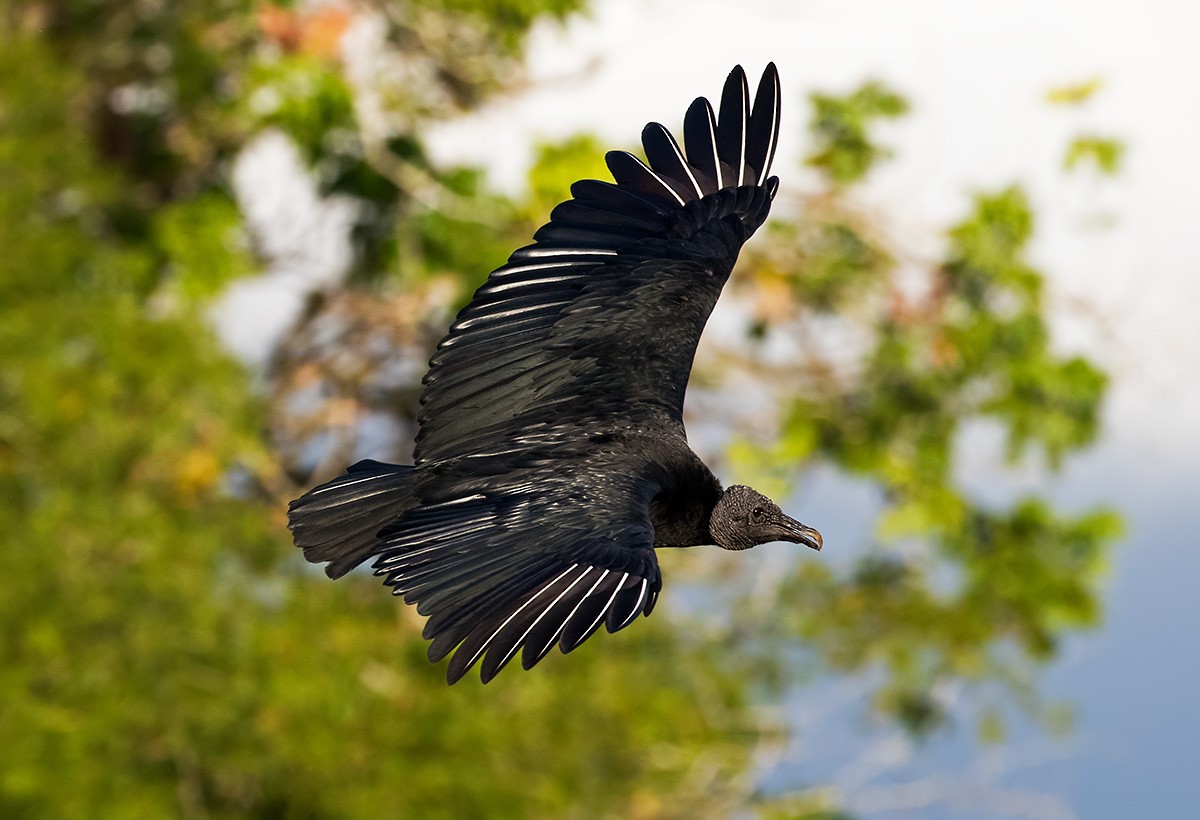 Black Vulture - ML172895011