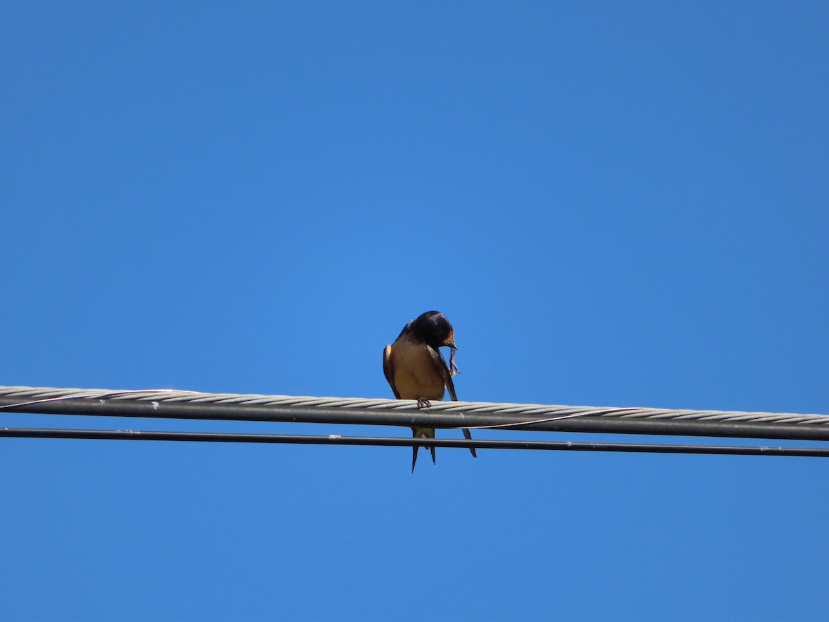 Barn Swallow - carolyn spidle
