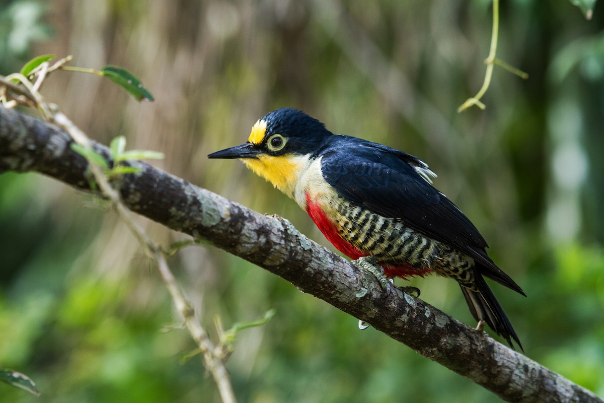 Yellow-fronted Woodpecker - ML172898921