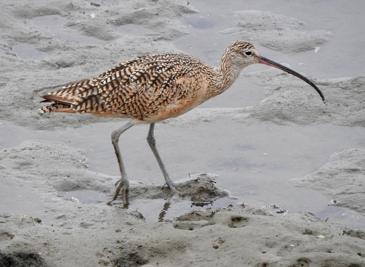Long-billed Curlew - ML172902721