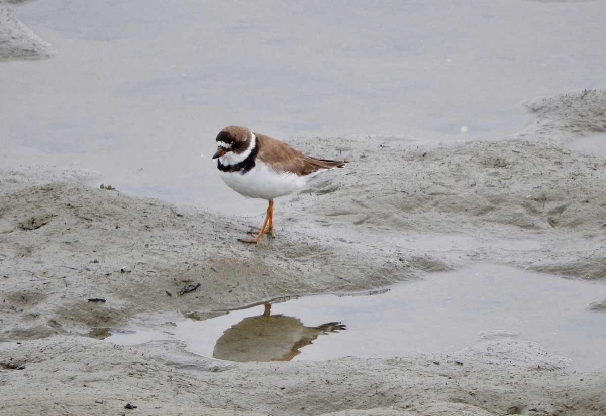 Semipalmated Plover - ML172902771