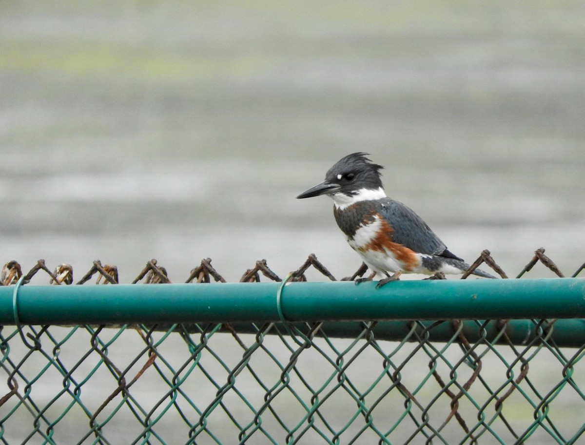 Belted Kingfisher - ML172902801