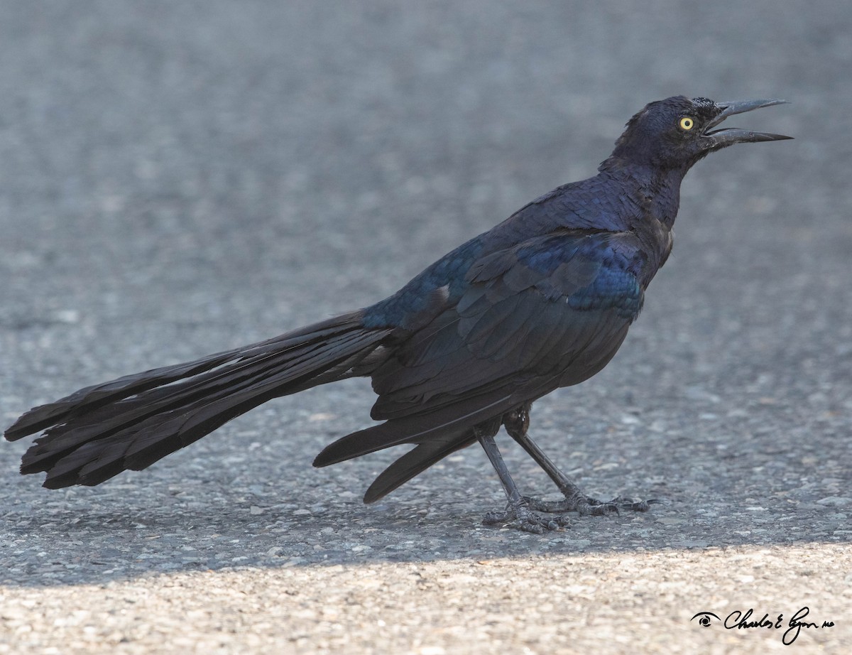 Great-tailed Grackle - Charles Lyon