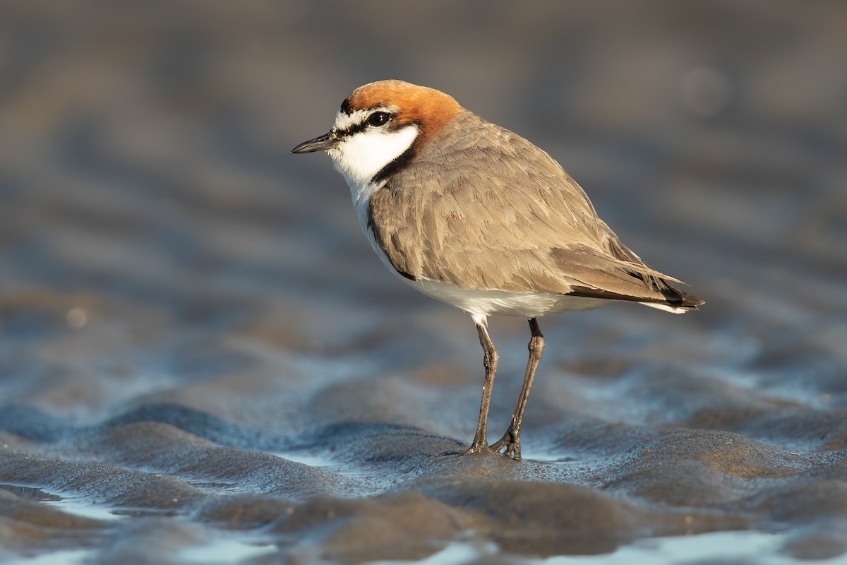 Red-capped Plover - ML172908541