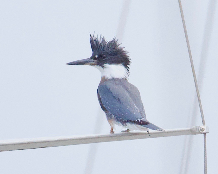 Belted Kingfisher - ML172911241