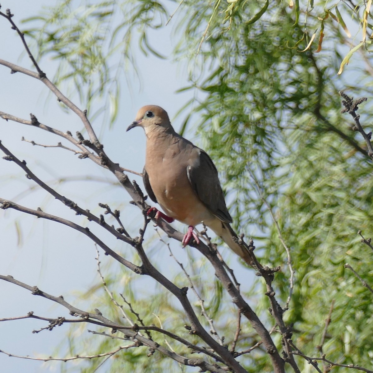 Mourning Dove - Don Hall