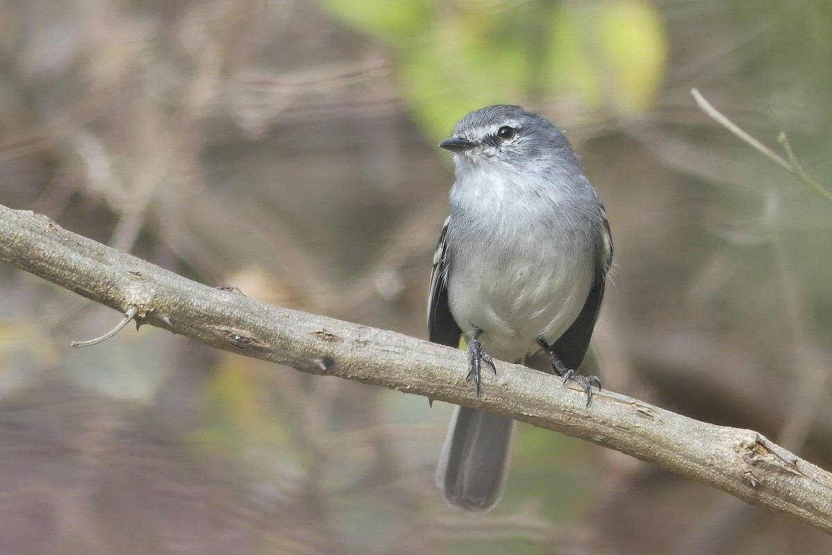 White-crested Tyrannulet (White-bellied) - Jorge  Quiroga