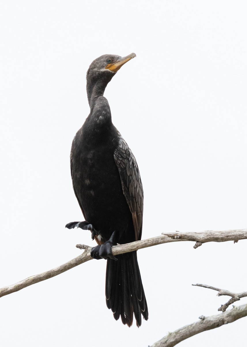Neotropic Cormorant - Barry Rowan