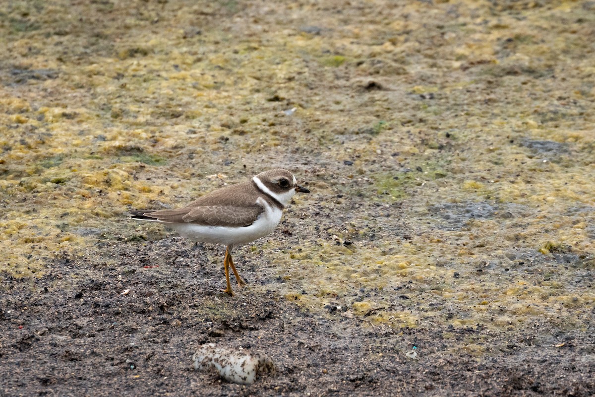 Semipalmated Plover - ML172914461