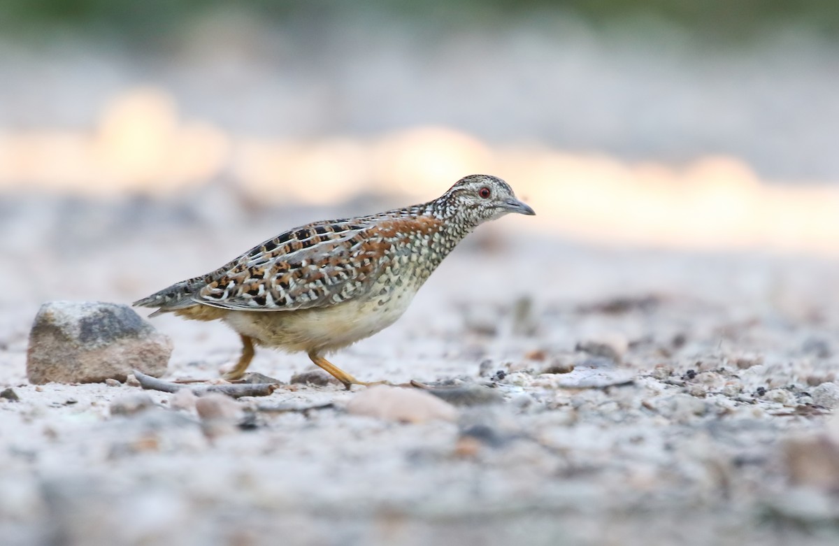Painted Buttonquail - ML172915011