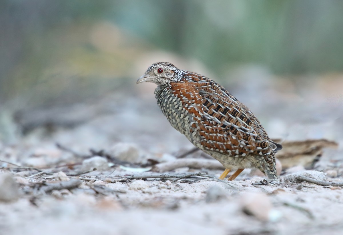 Painted Buttonquail - ML172915021