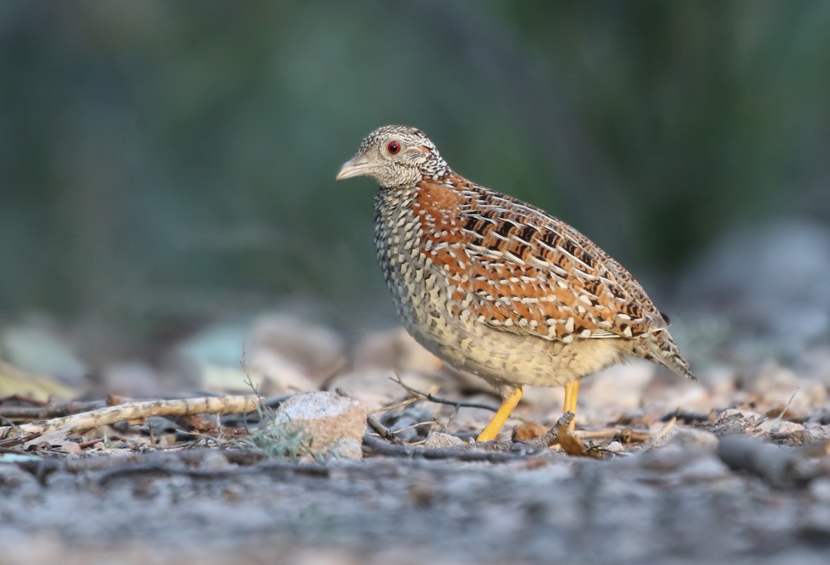 Painted Buttonquail - ML172916571