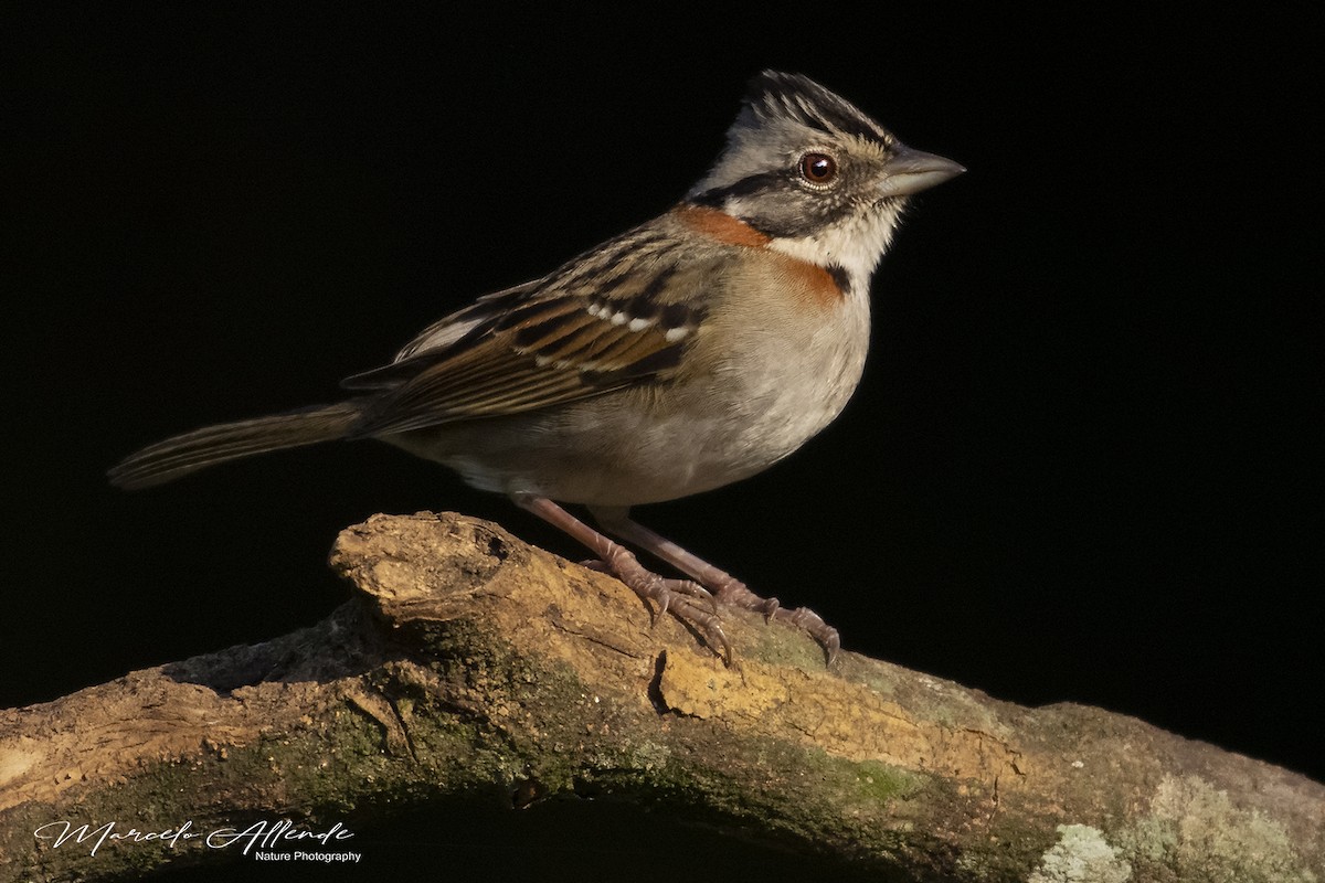 Rufous-collared Sparrow - ML172923041