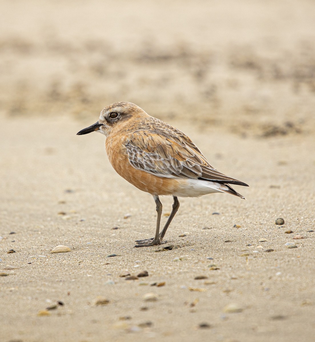 Red-breasted Dotterel - ML172924741
