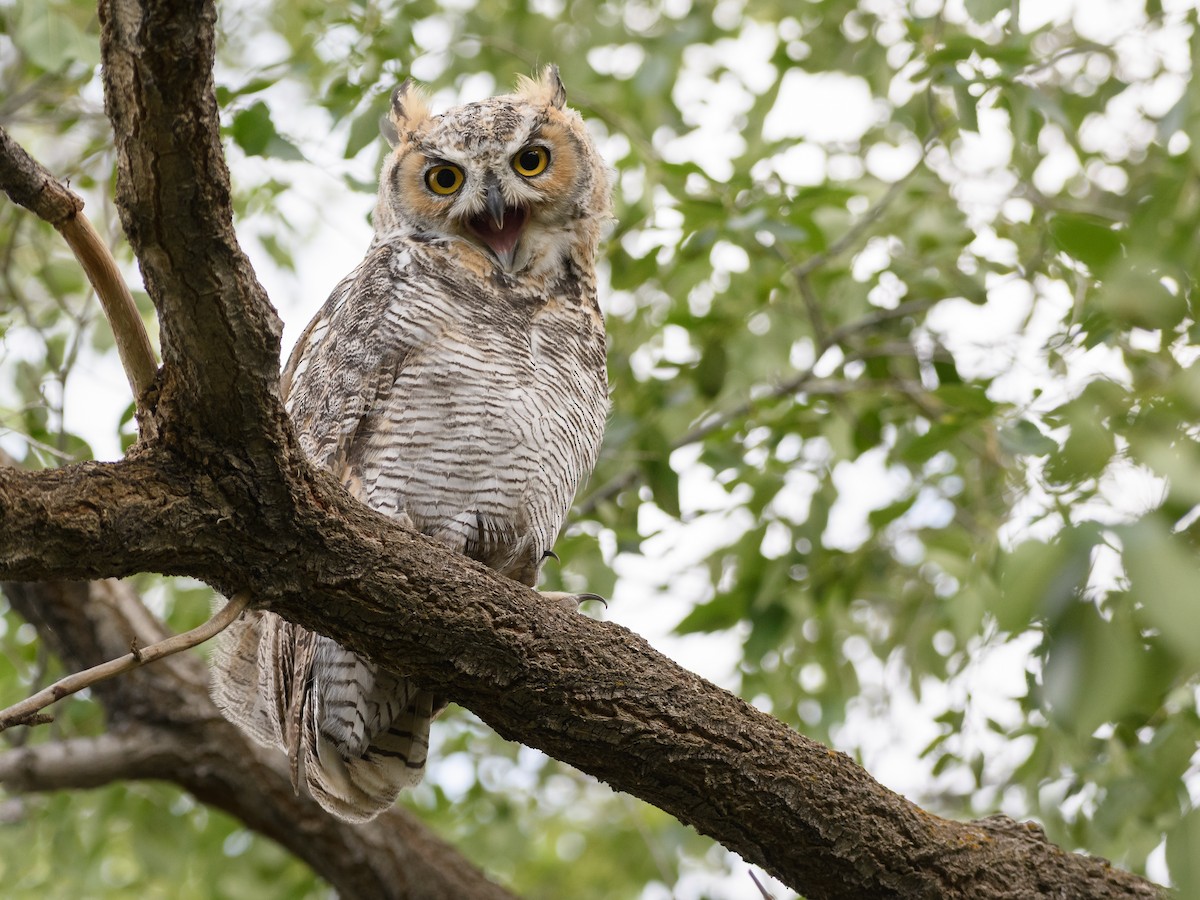 Great Horned Owl - ML172925501