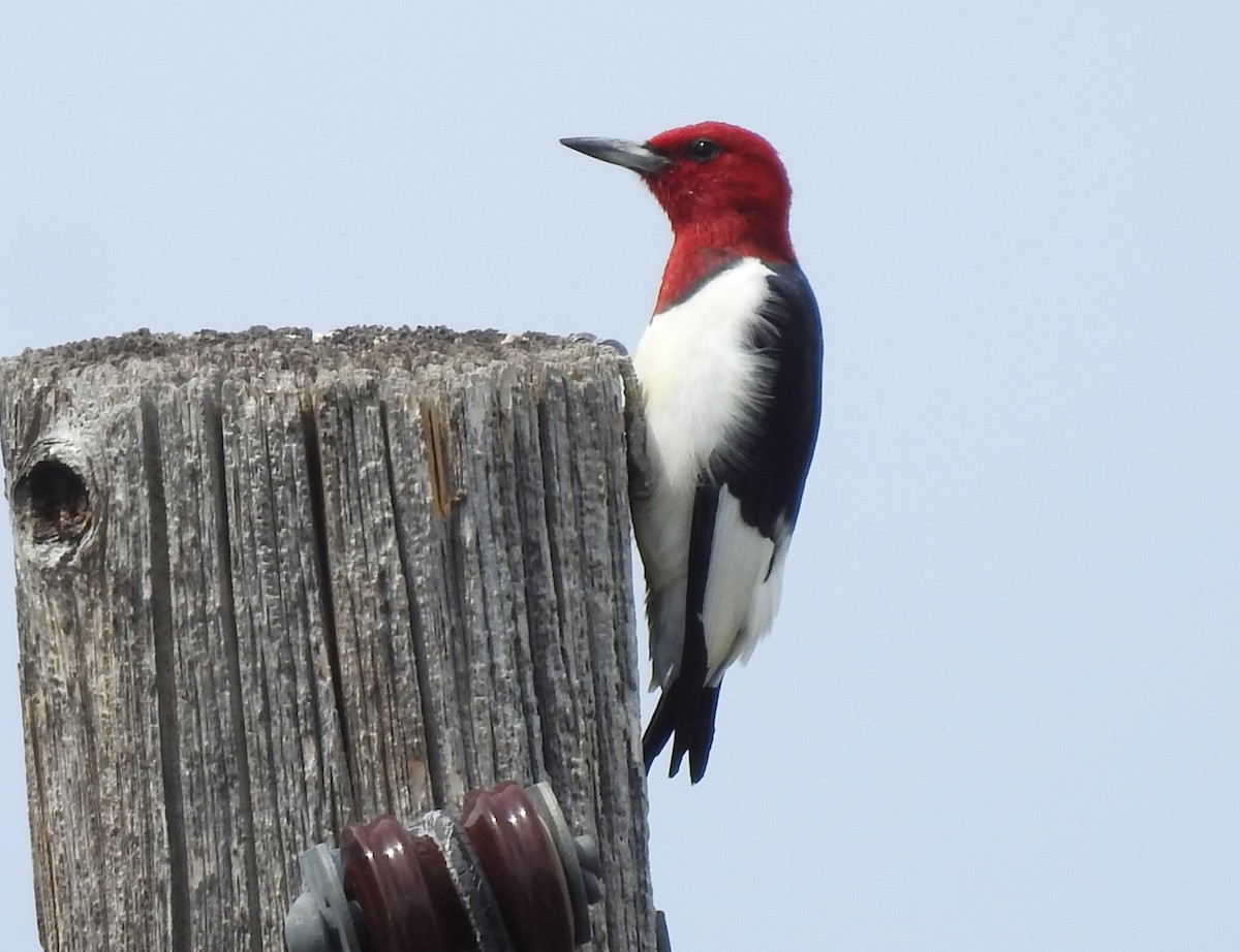 Red-headed Woodpecker - Fawn Simonds