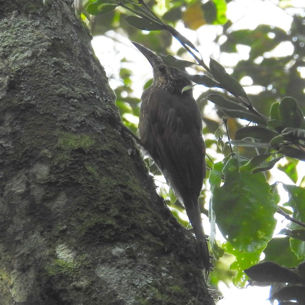 Strong-billed Woodcreeper - ML172927751