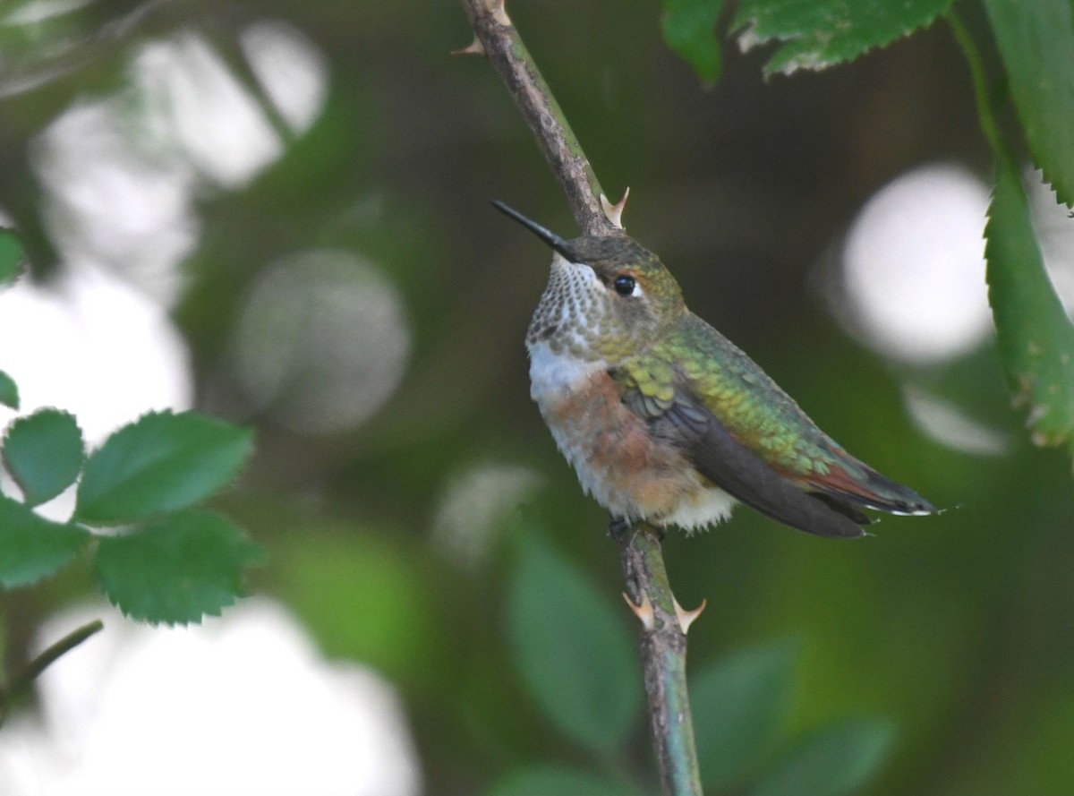 Rufous Hummingbird - Ryan  Bushong