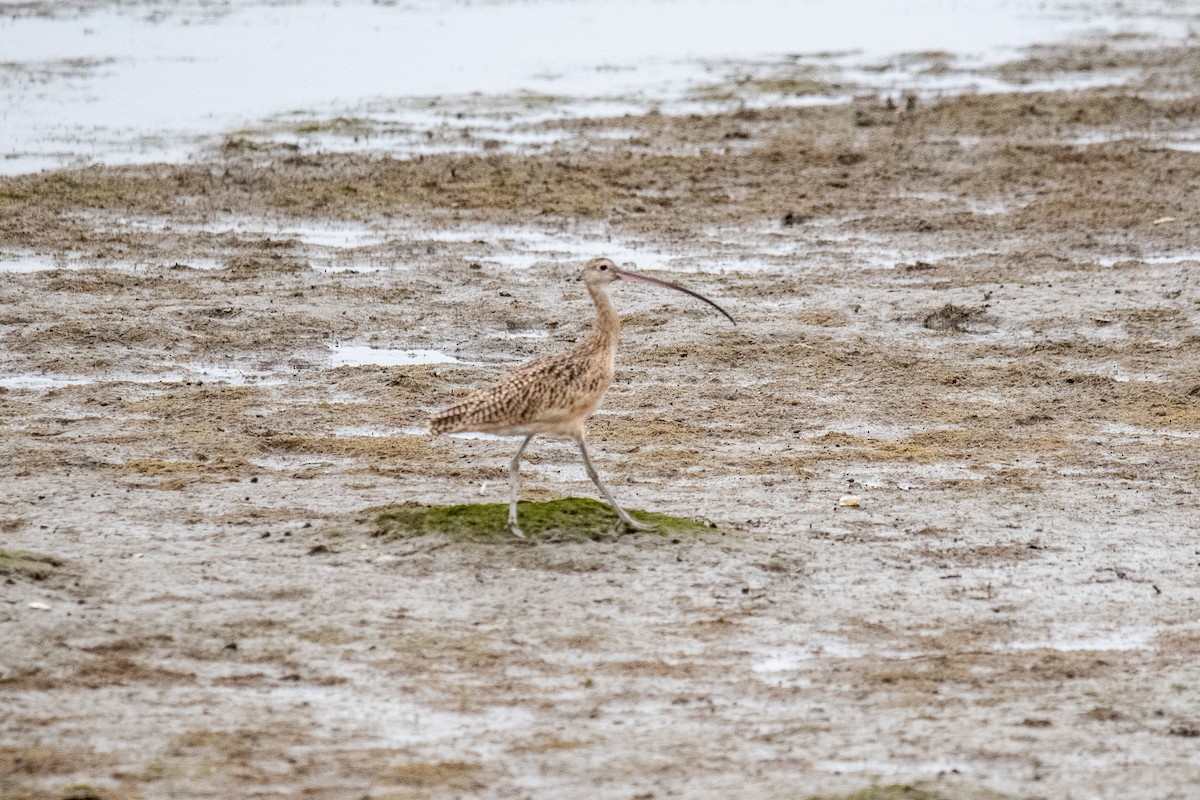 Long-billed Curlew - ML172929431