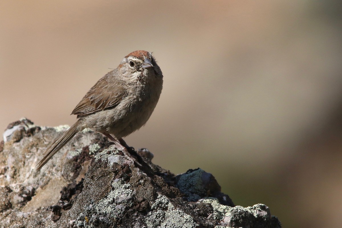 Rufous-crowned Sparrow - Benjamin Hack