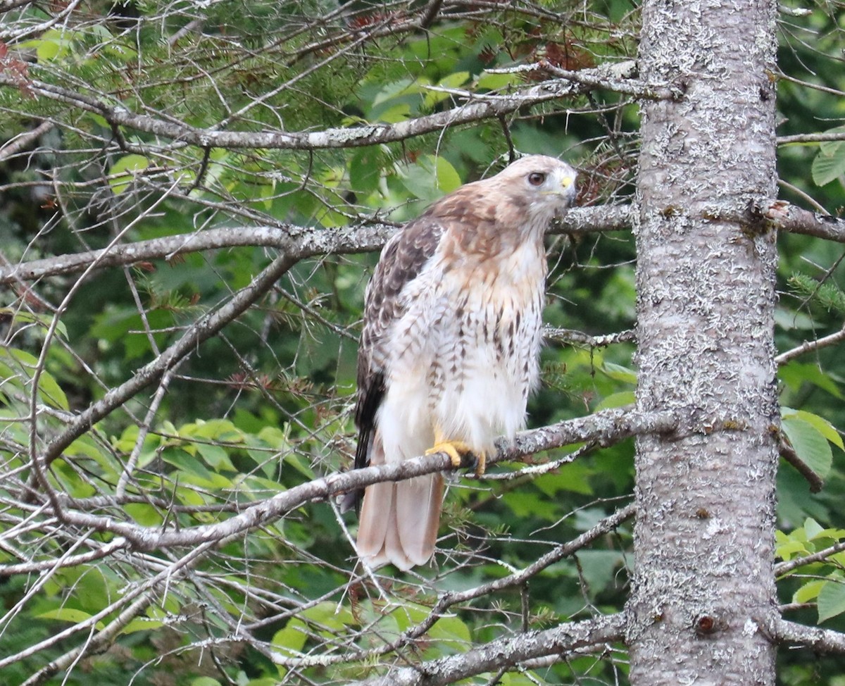 Red-tailed Hawk - Leo & Melissa Bachand