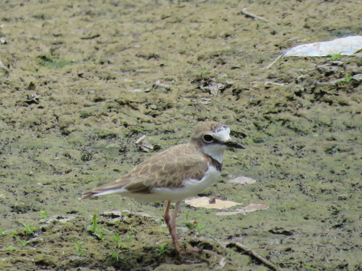 Collared Plover - ML172935301