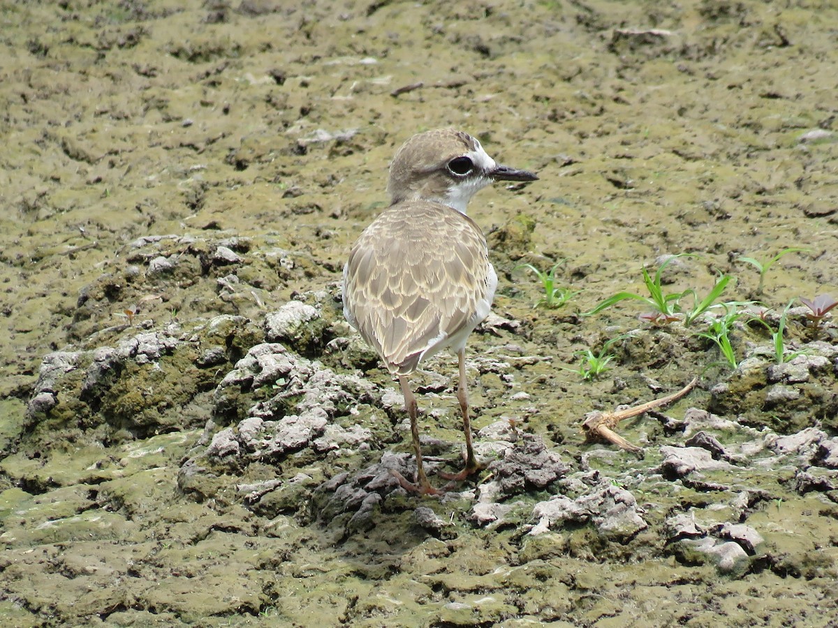 Collared Plover - ML172935331