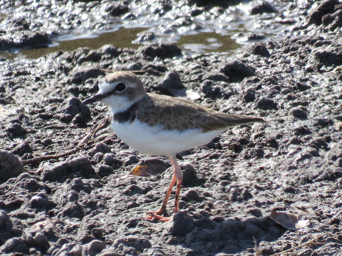 Collared Plover - ML172935341