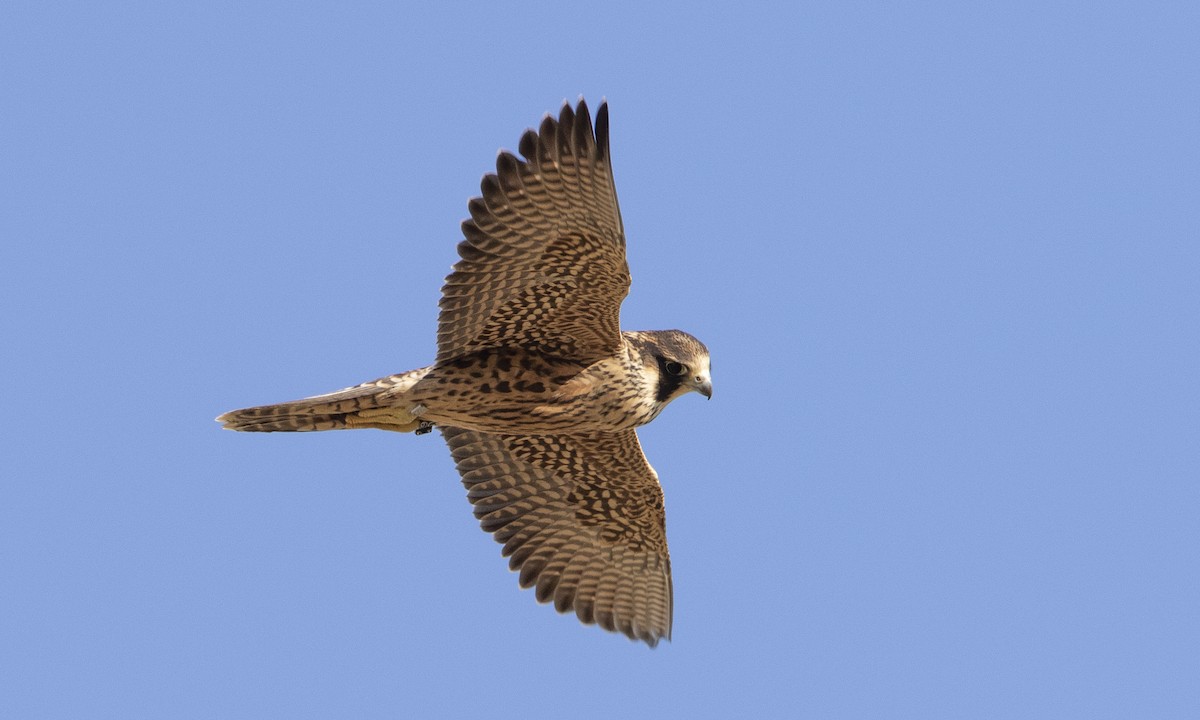 Peregrine Falcon (North American) - Brian Sullivan