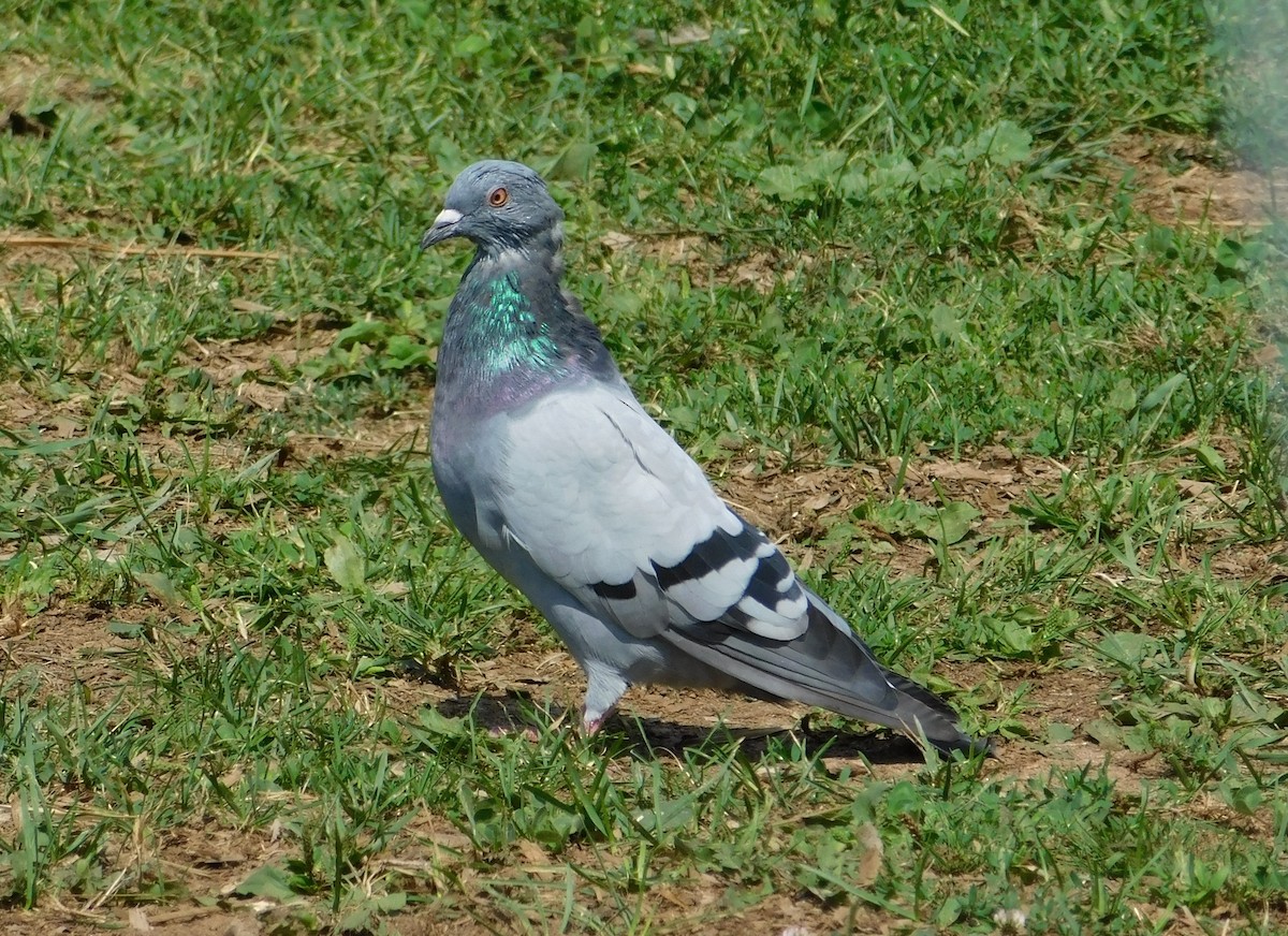 Rock Pigeon (Feral Pigeon) - ML172936201