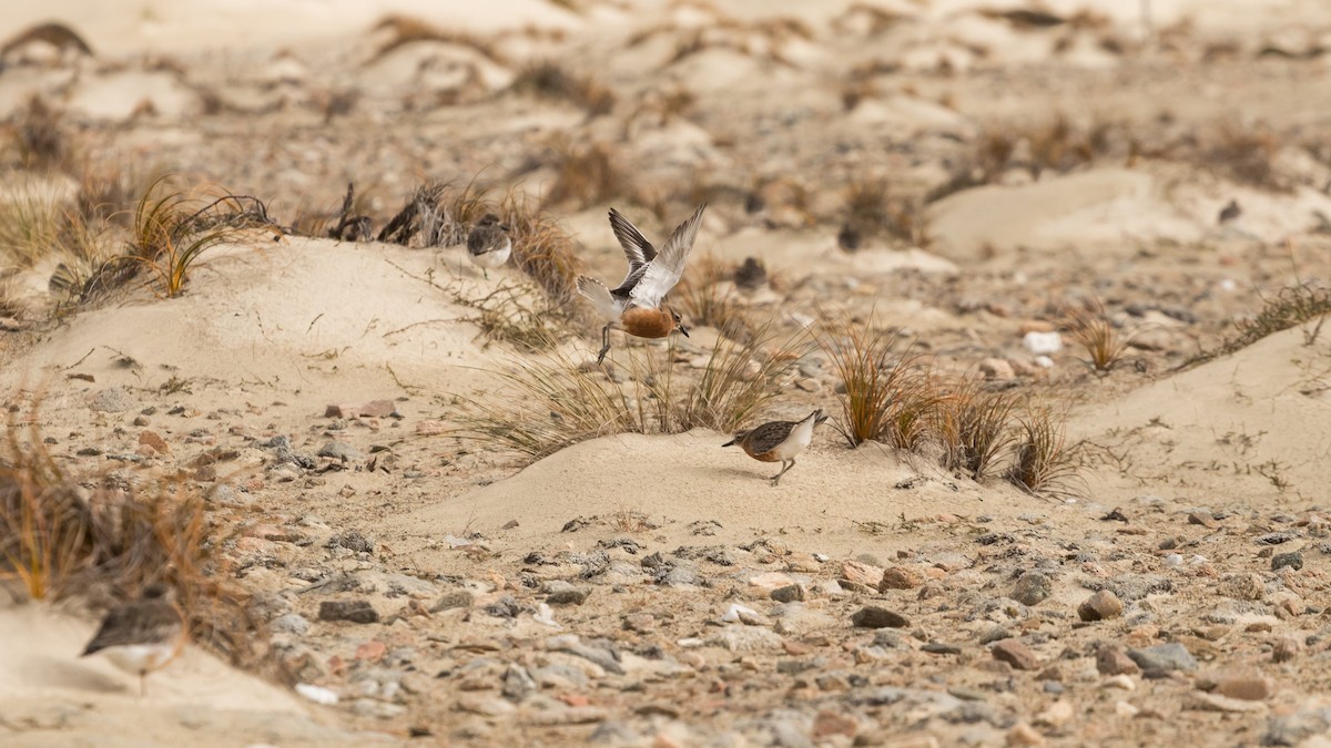 Red-breasted Dotterel - ML172938141