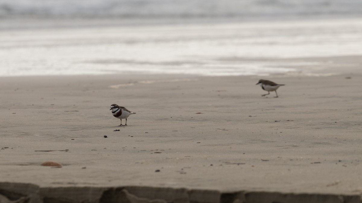 Double-banded Plover - ML172938181