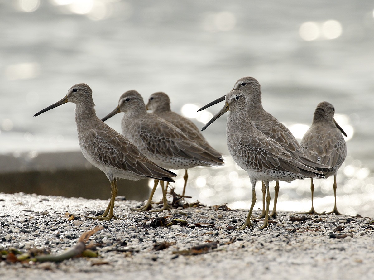 Short-billed Dowitcher - Cathy Sheeter