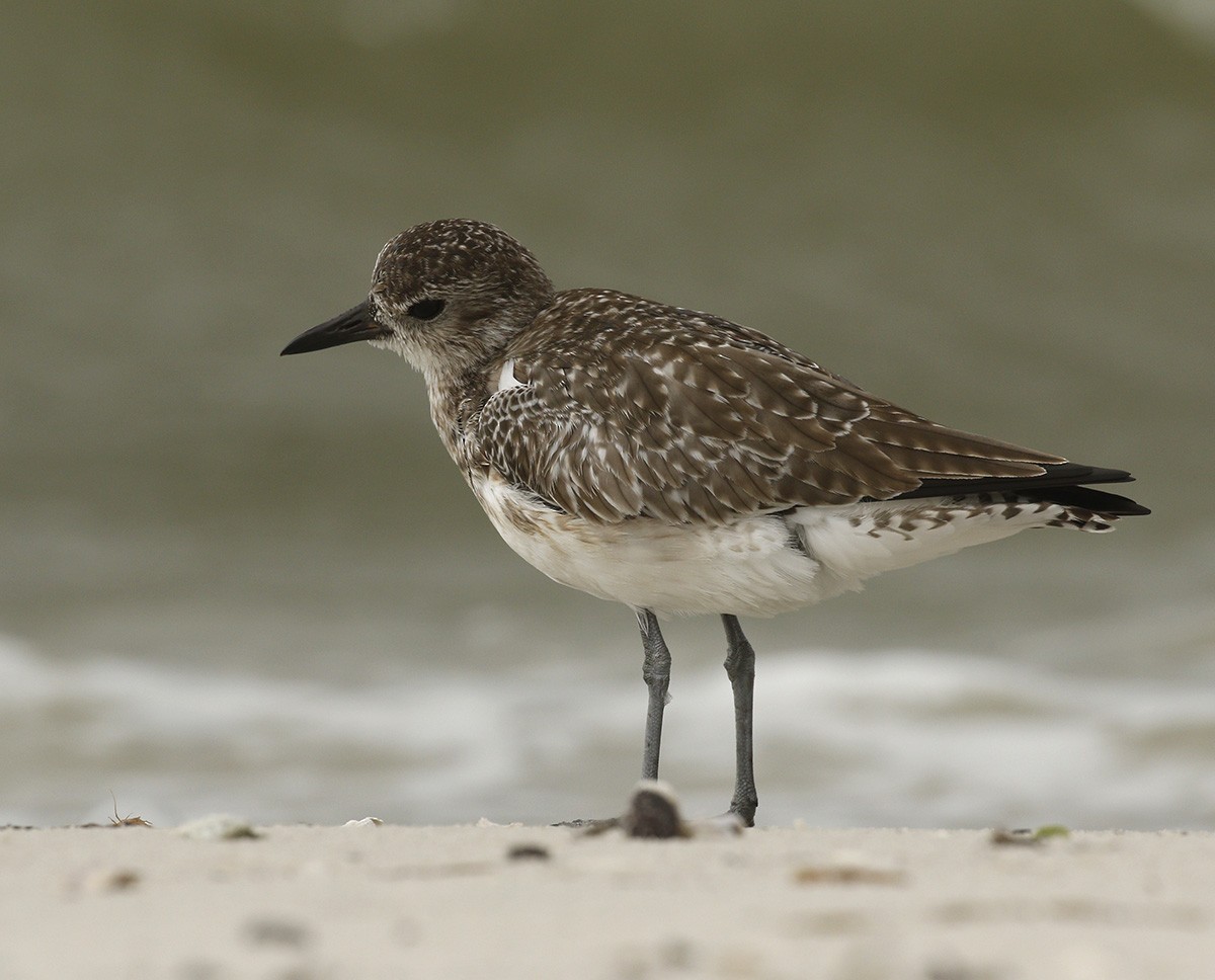 Black-bellied Plover - Cathy Sheeter
