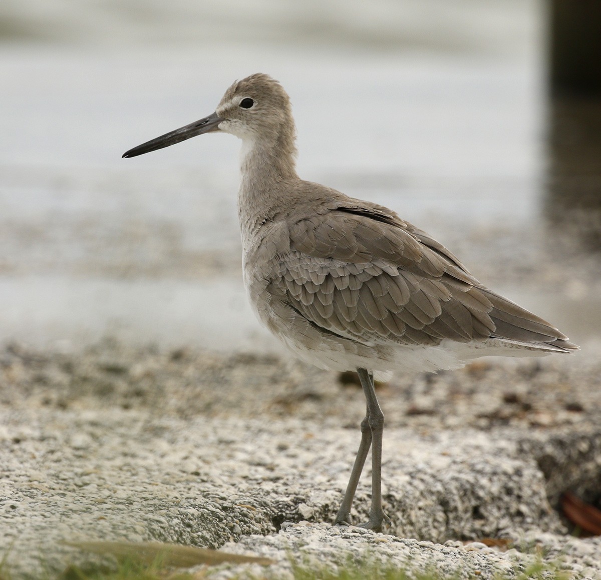 Willet - Cathy Sheeter