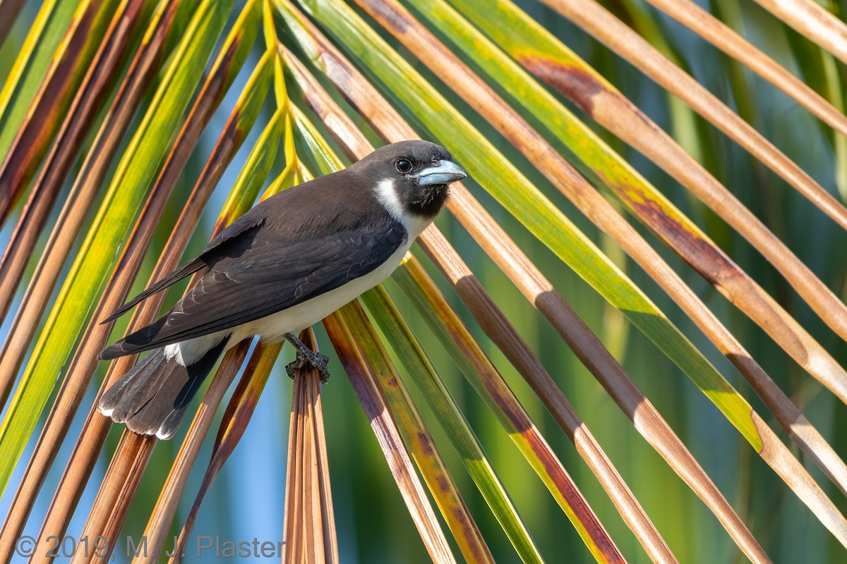 Fiji Woodswallow - Michael Plaster